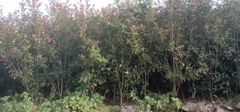 【推荐】贵州红叶石楠树苗量大从优种植基地可视频看货隔离带