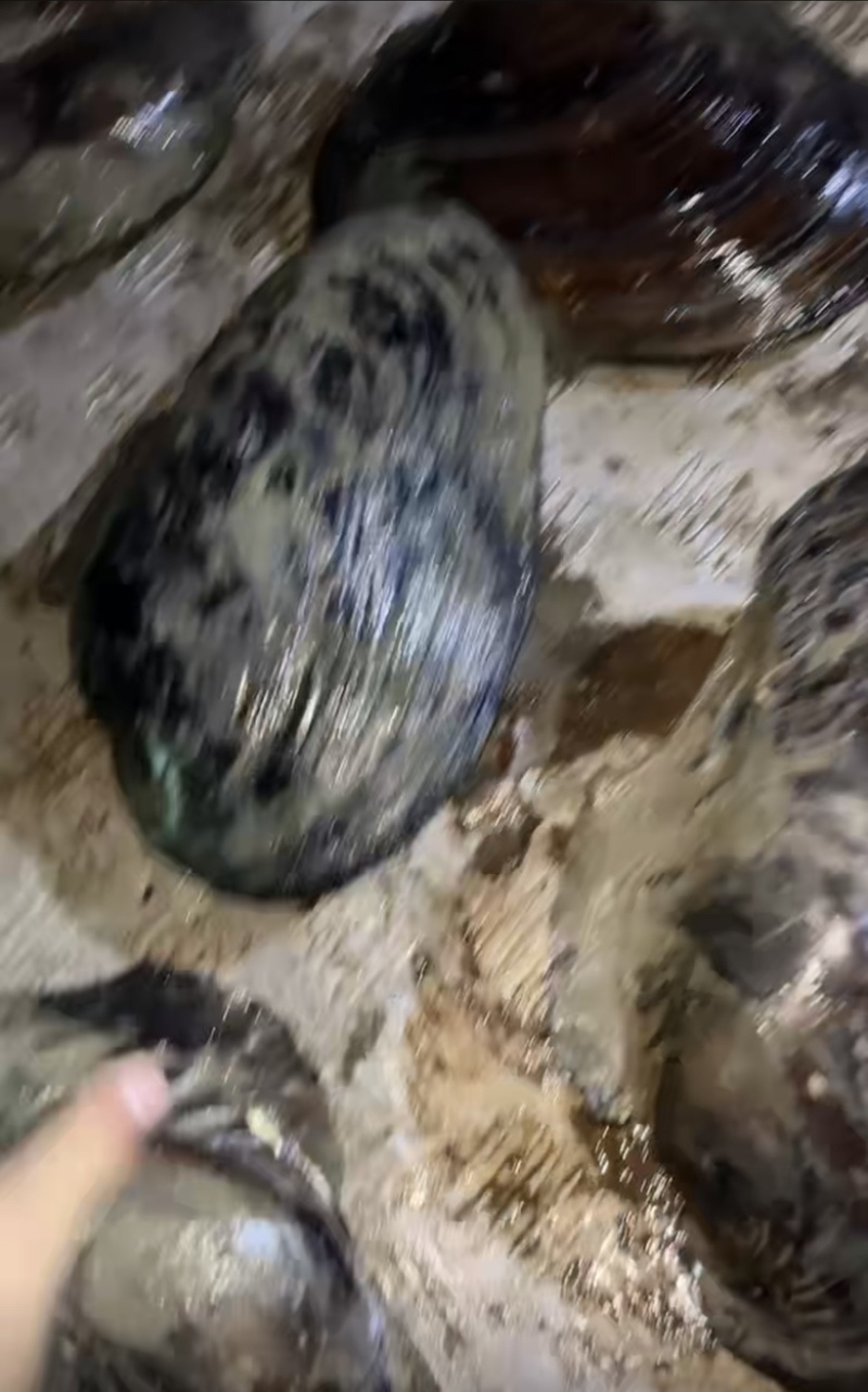 河蚌一手供应商打捞现发