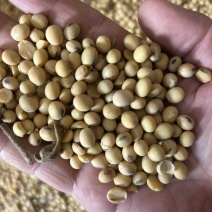 山西忻州久盛农业大量供应黑嘴黄豆