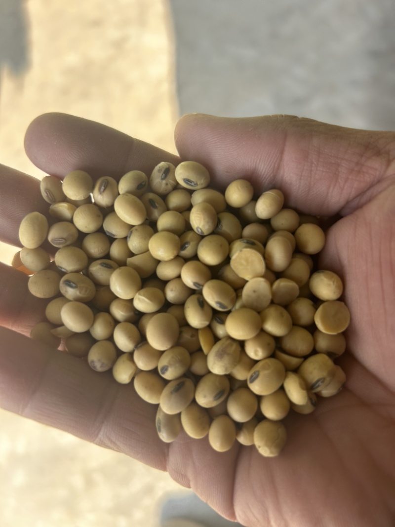 山西忻州久盛农业大量供应黑嘴黄豆