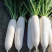 【实力推荐】河北优质白萝卜产地直发可视频看货