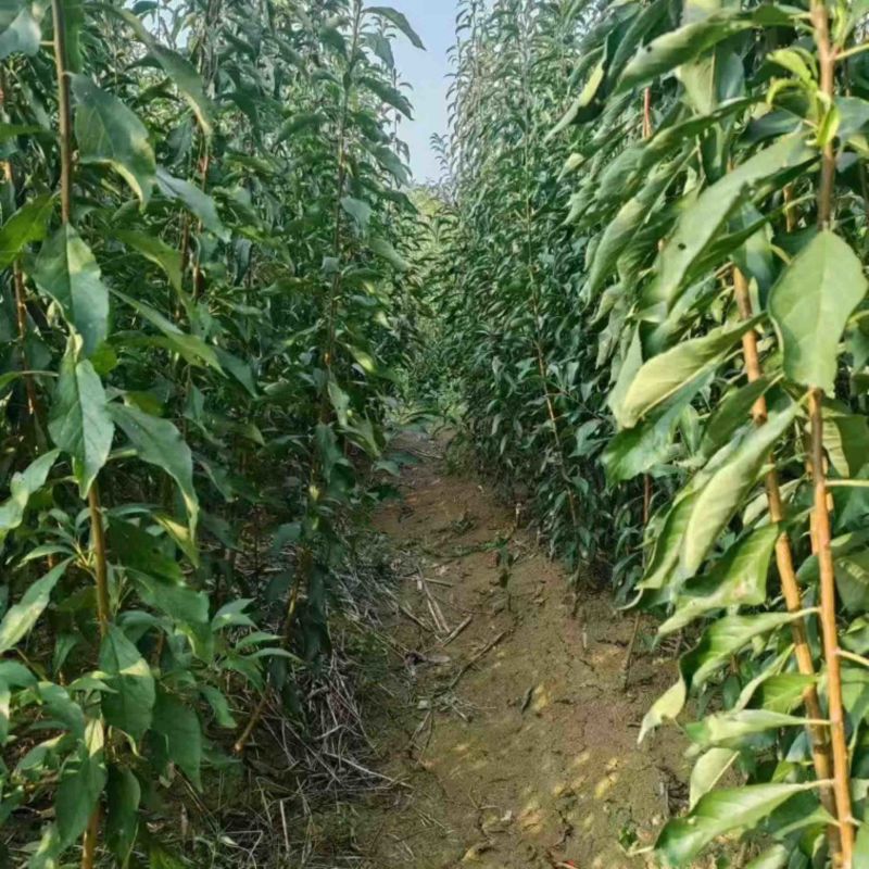 【李子苗】贵州峰糖李苗苗圃直发提供技术欢迎咨询