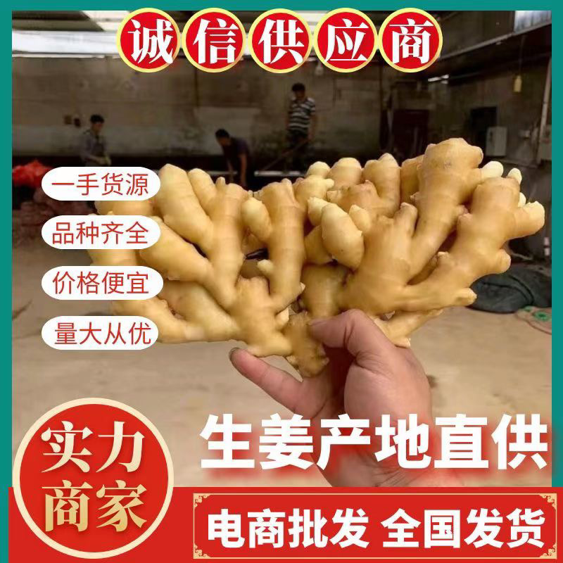 大黄姜小黄姜精品生姜辛辣味十足风干窖藏带土按需加工