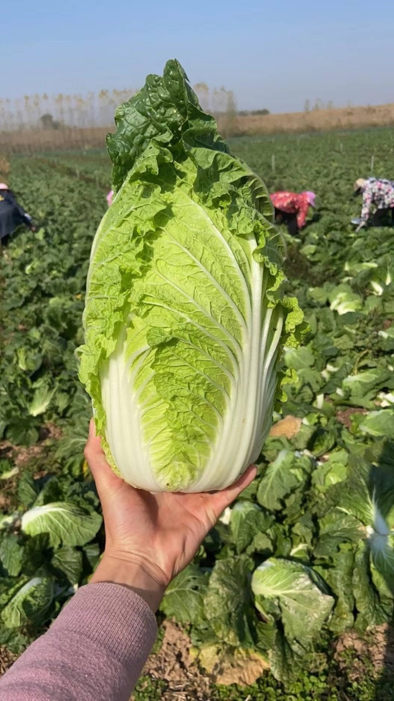 【优选】鲜嫩大白菜现摘现发货运充足欢迎来电洽谈