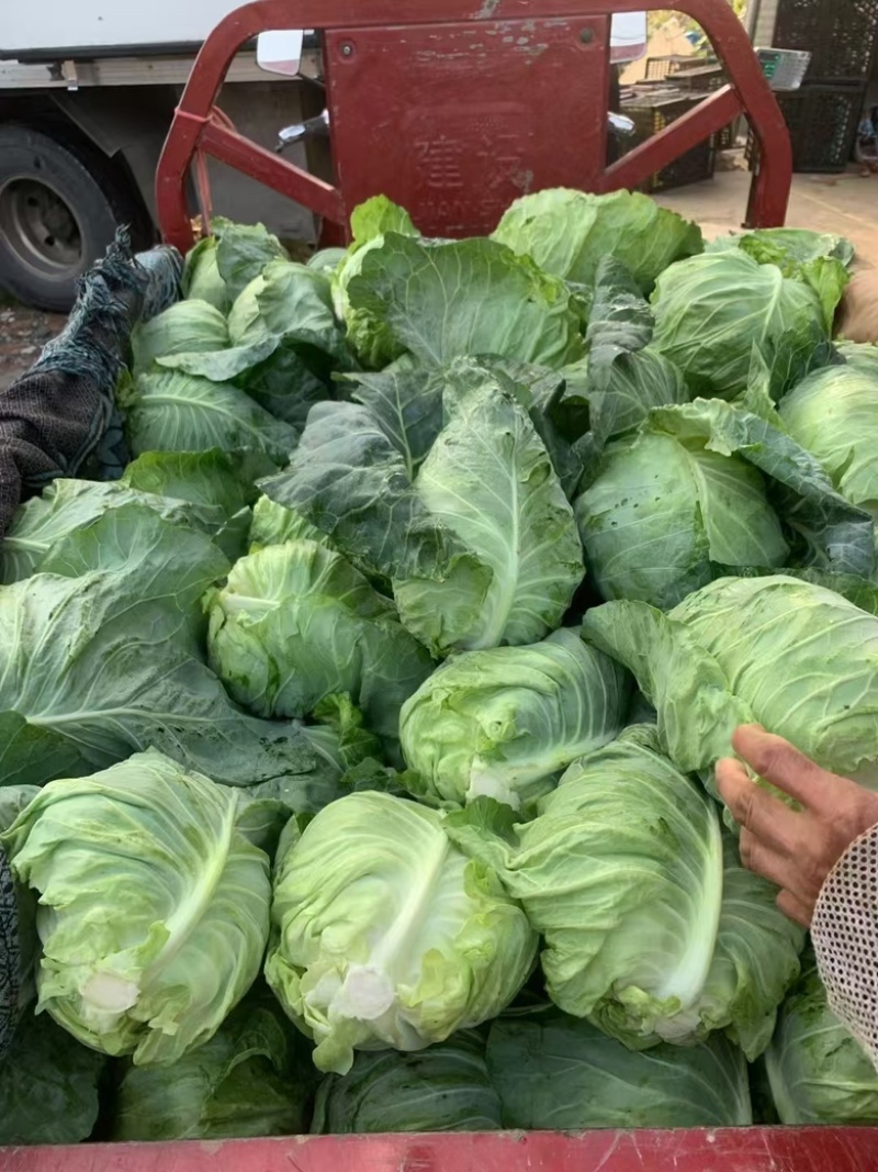【优选】鲜嫩大白菜现摘现发货运充足欢迎来电洽谈