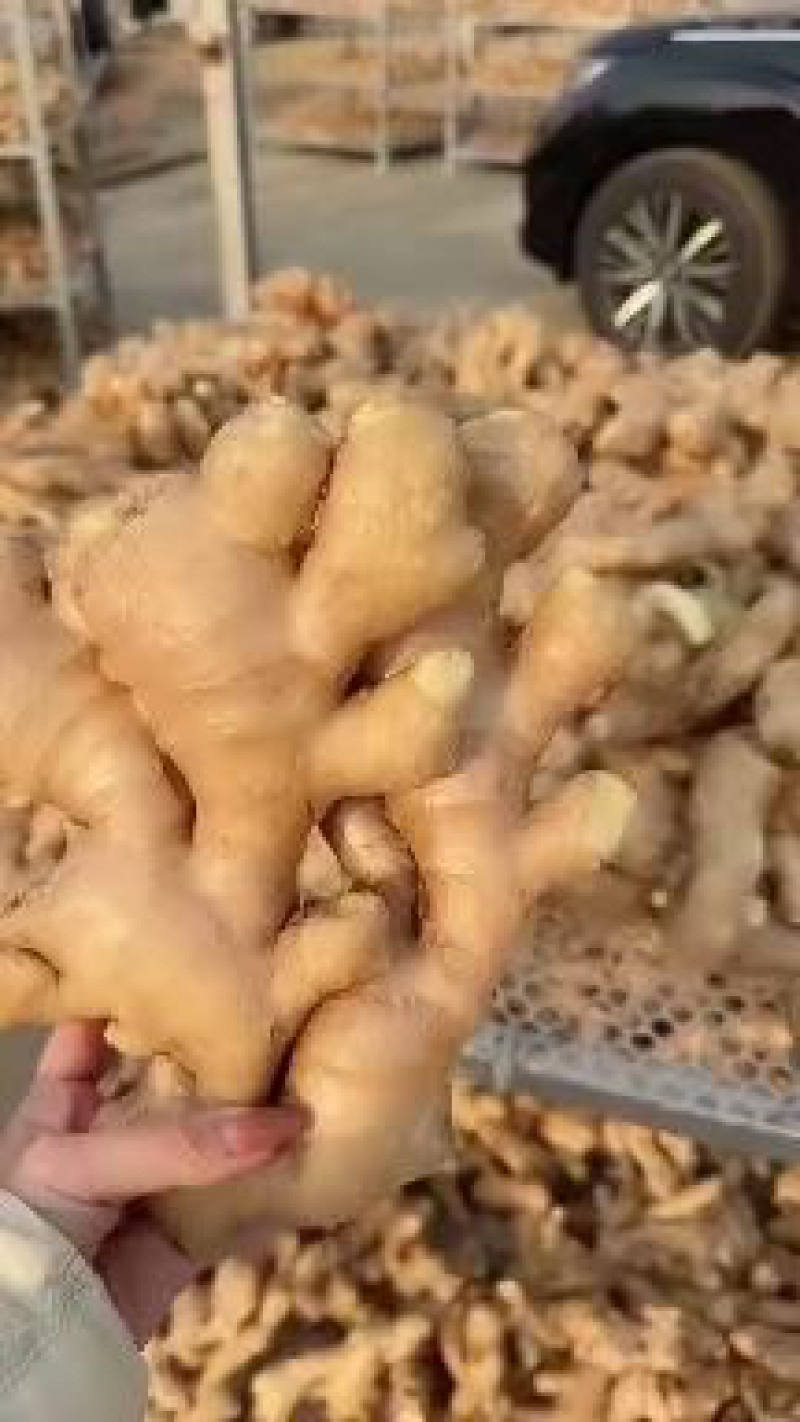 大黄姜小黄姜精品生姜辛辣味十足风干窖藏带土按需加工