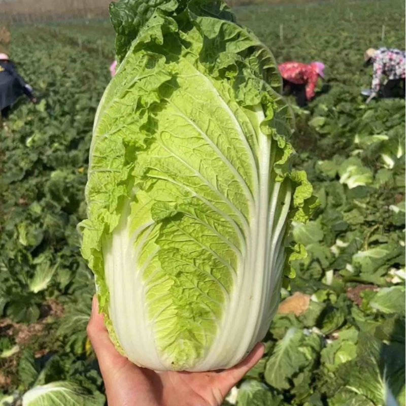 【优选】鲜嫩大白菜现摘现发货运充足欢迎来电洽谈