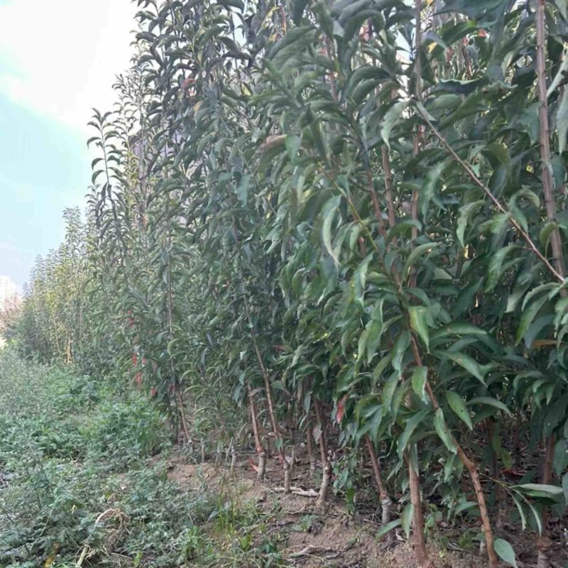 正宗蜂糖李苗贵州李子苗基地直发可视频看货提供技术