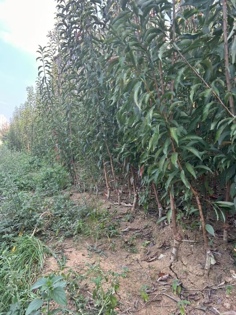 正宗蜂糖李苗贵州李子苗基地直发可视频看货提供技术
