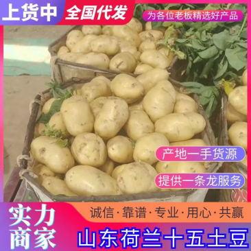 土豆荷兰十五土豆产地供应批发餐饮商超价格实惠