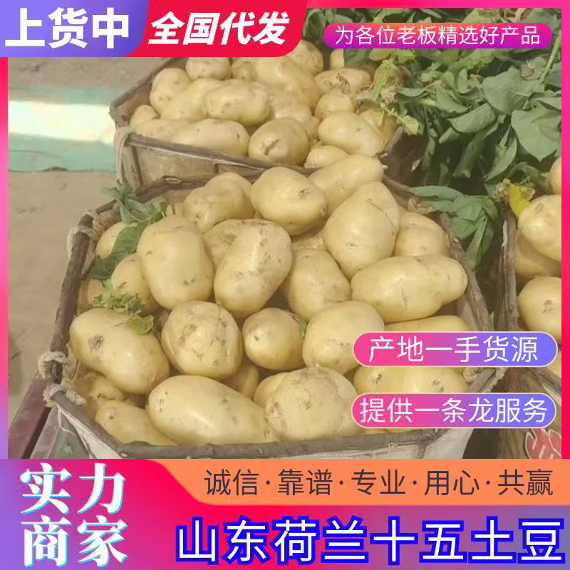 土豆荷兰十五土豆产地供应批发餐饮商超价格实惠