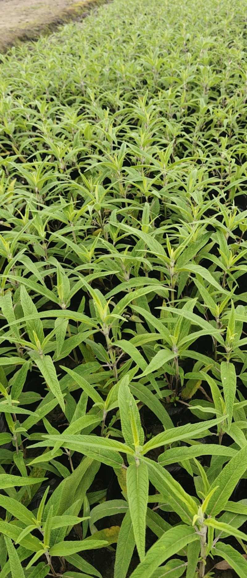 墨西鼠尾草小杯