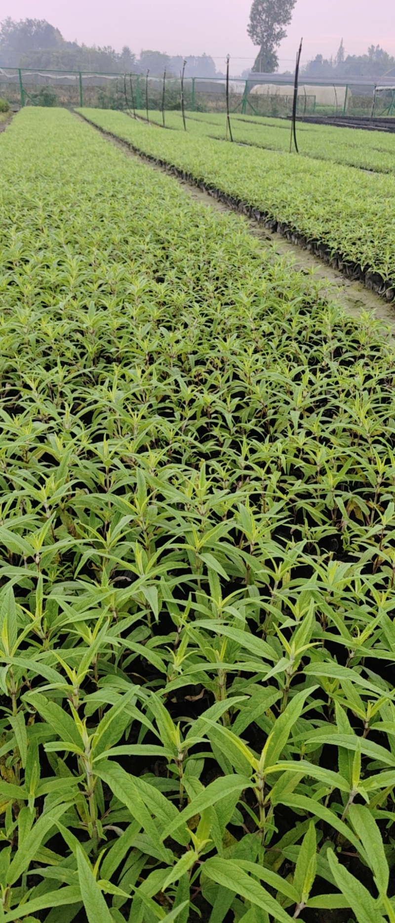 墨西鼠尾草小杯