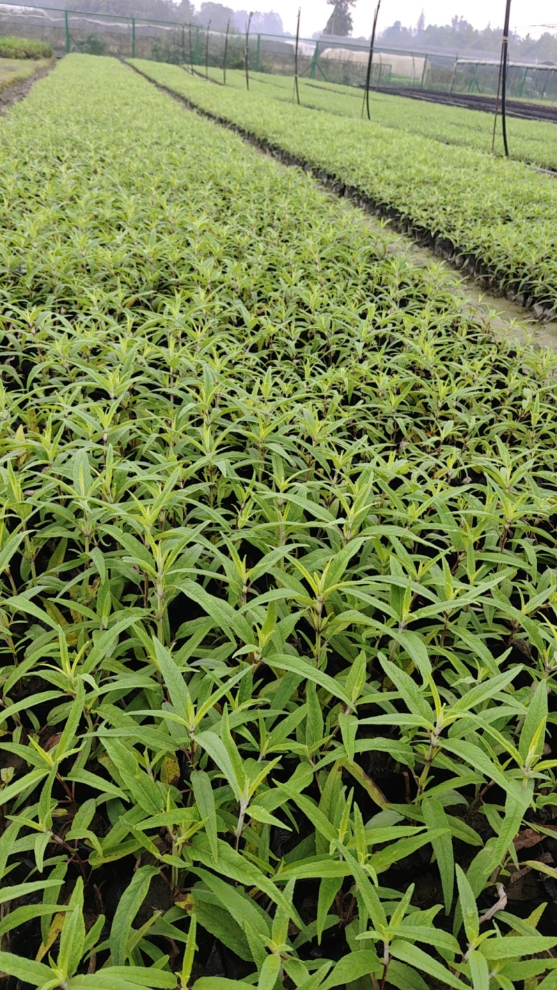 墨西鼠尾草小杯