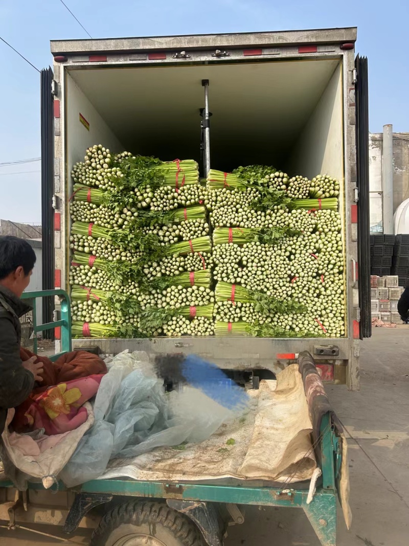 芹菜西芹河北芹菜发往全国价格便宜质量保证