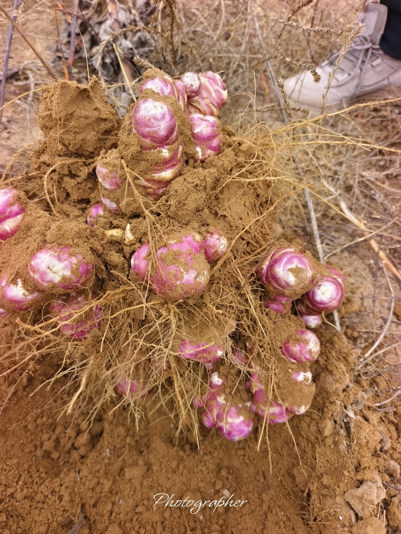 精品紫姜果