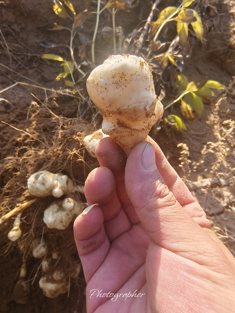 纯沙地白洋姜，货源充足，量大从优，欢迎致电