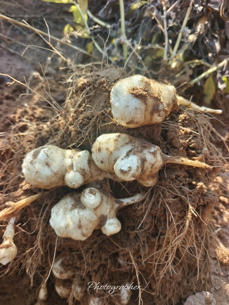 纯沙地白洋姜，货源充足，量大从优，欢迎致电