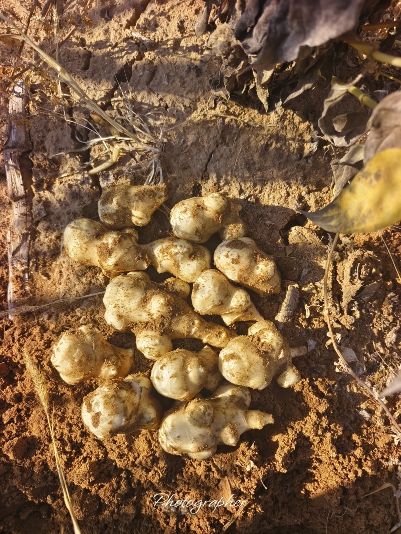 纯沙地白洋姜，货源充足，量大从优，欢迎致电