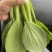 精品上海青油菜