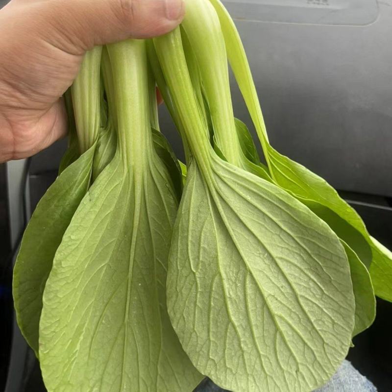 精品上海青油菜