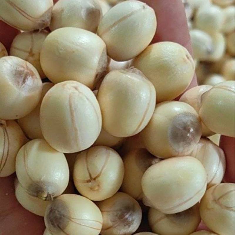 新鲜红莲子带心鲜货去壳不带莲蓬带心白莲子粉糯大量批发代发