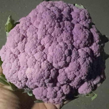 红色菜花大量上市🈶需要联系