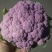 红色菜花大量上市🈶需要联系
