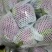 红色菜花大量上市🈶需要联系