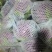 红色菜花大量上市🈶需要联系