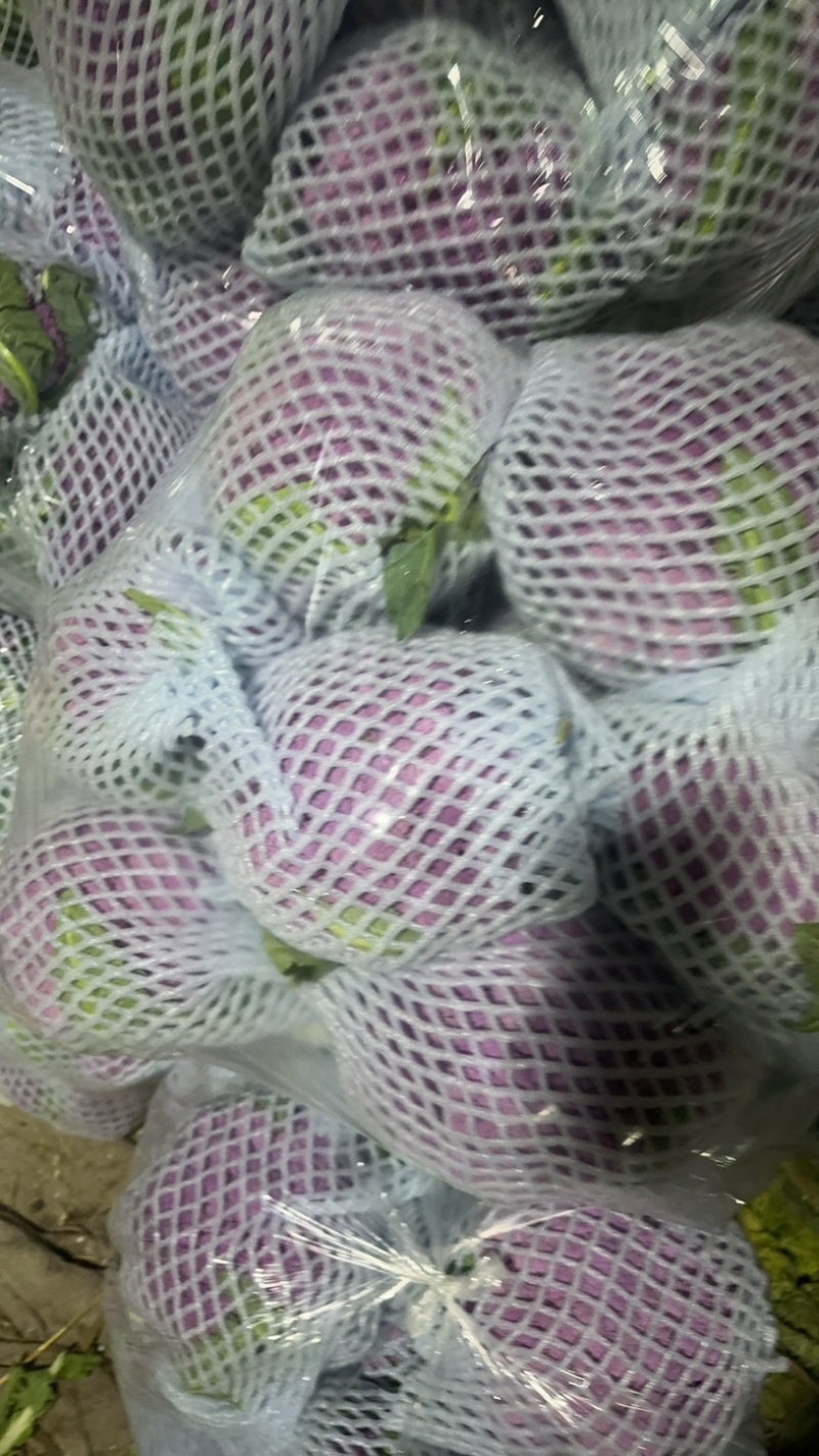 红色菜花大量上市🈶需要联系