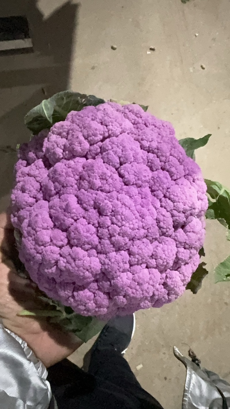 红色菜花大量上市🈶需要联系