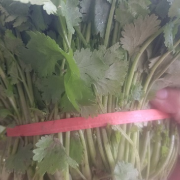 【今日推荐】精品大叶香菜产地直发可视频看货对接全国