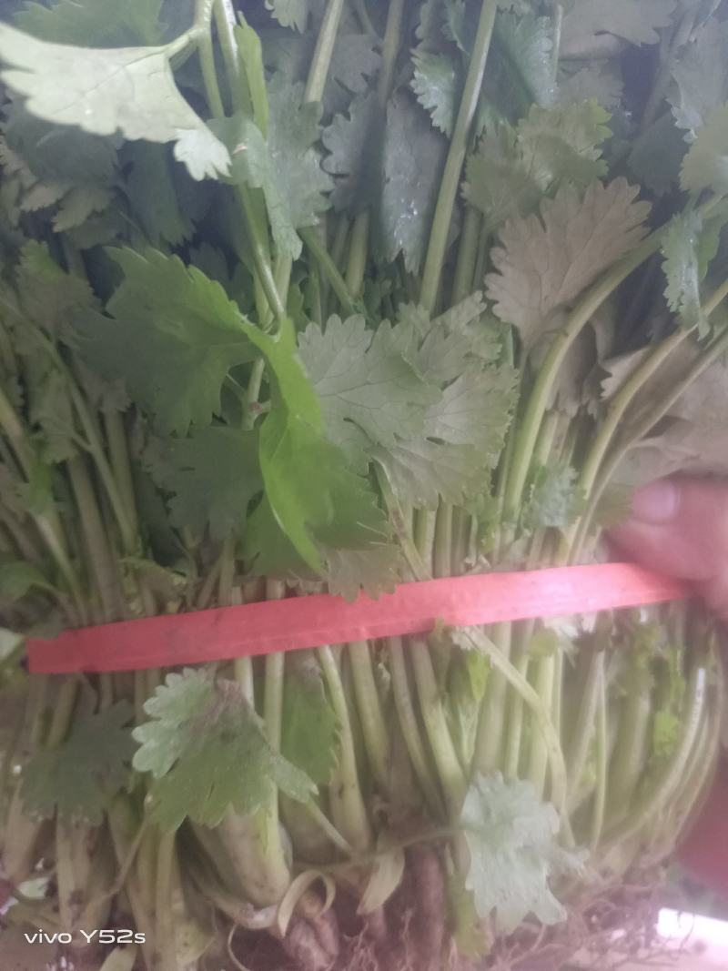 【今日推荐】精品大叶香菜产地直发可视频看货对接全国