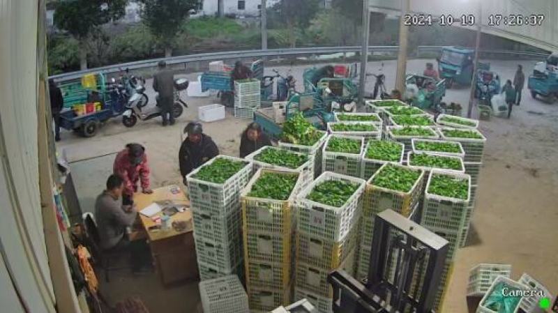 【今日推荐】精品大叶香菜产地直发可视频看货对接全国