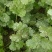 【今日推荐】精品大叶香菜产地直发可视频看货对接全国