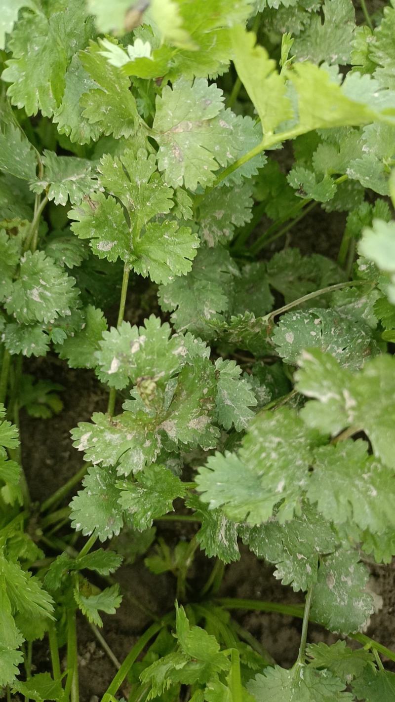 【今日推荐】精品大叶香菜产地直发可视频看货对接全国