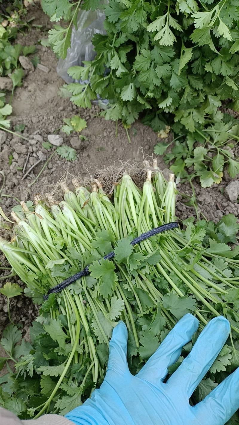 【今日推荐】精品大叶香菜产地直发可视频看货对接全国