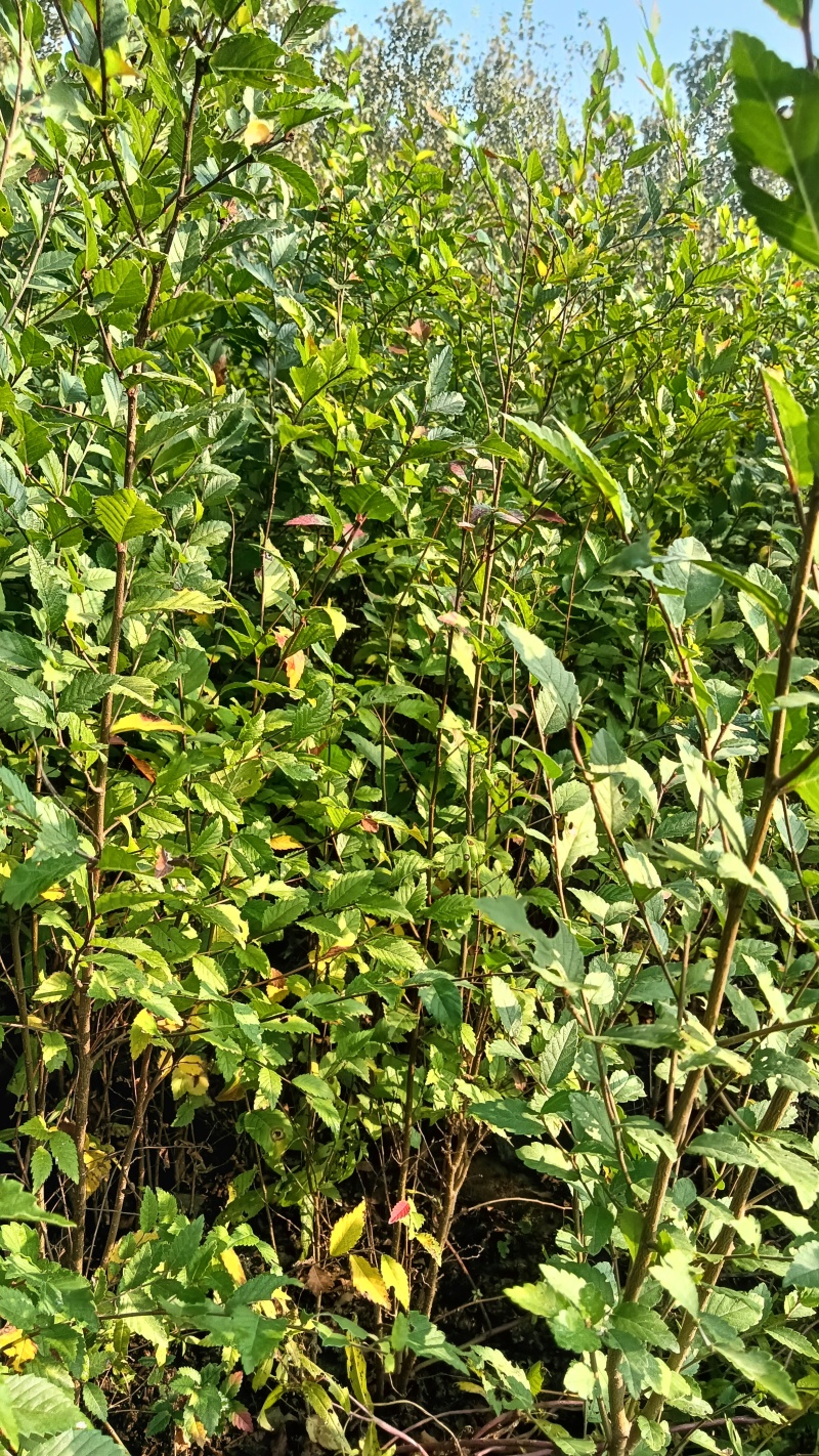 榆树100公分高榆树小苗自种苗圃精品无病虫害