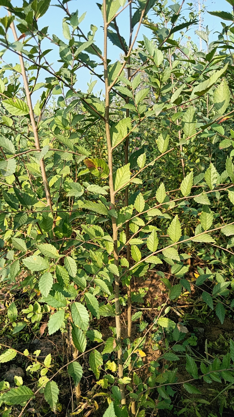 榆树100公分高榆树小苗自种苗圃精品无病虫害