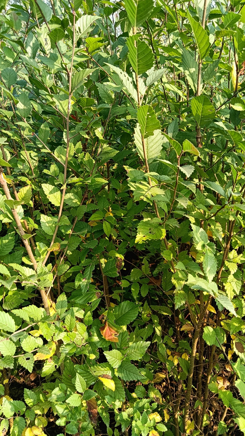 榆树100公分高榆树小苗自种苗圃精品无病虫害