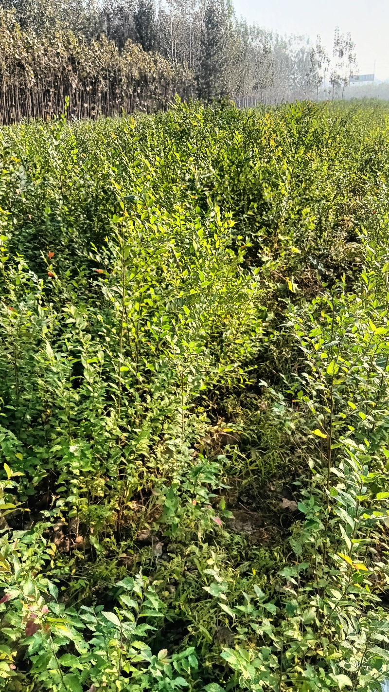 榆树100公分高榆树小苗自种苗圃精品无病虫害
