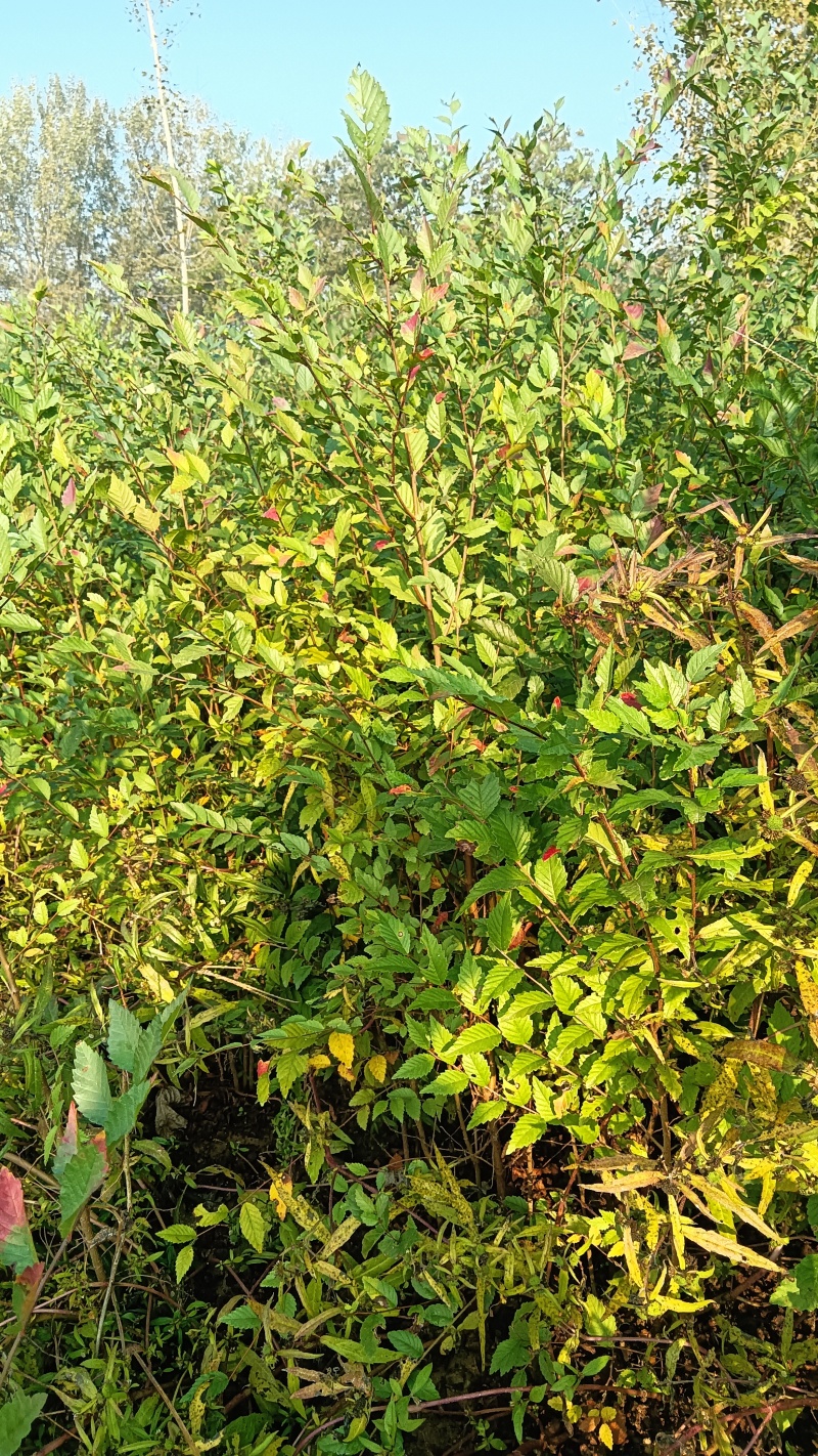 榆树100公分高榆树小苗自种苗圃精品无病虫害
