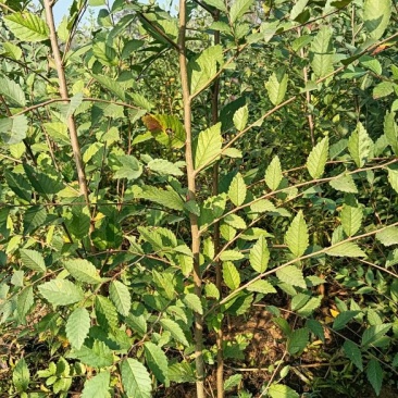 榆树小苗！精品榆树小苗！90公分高自种苗圃精品榆树小苗！