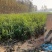 榆树小苗！精品榆树小苗！90公分高自种苗圃精品榆树小苗！