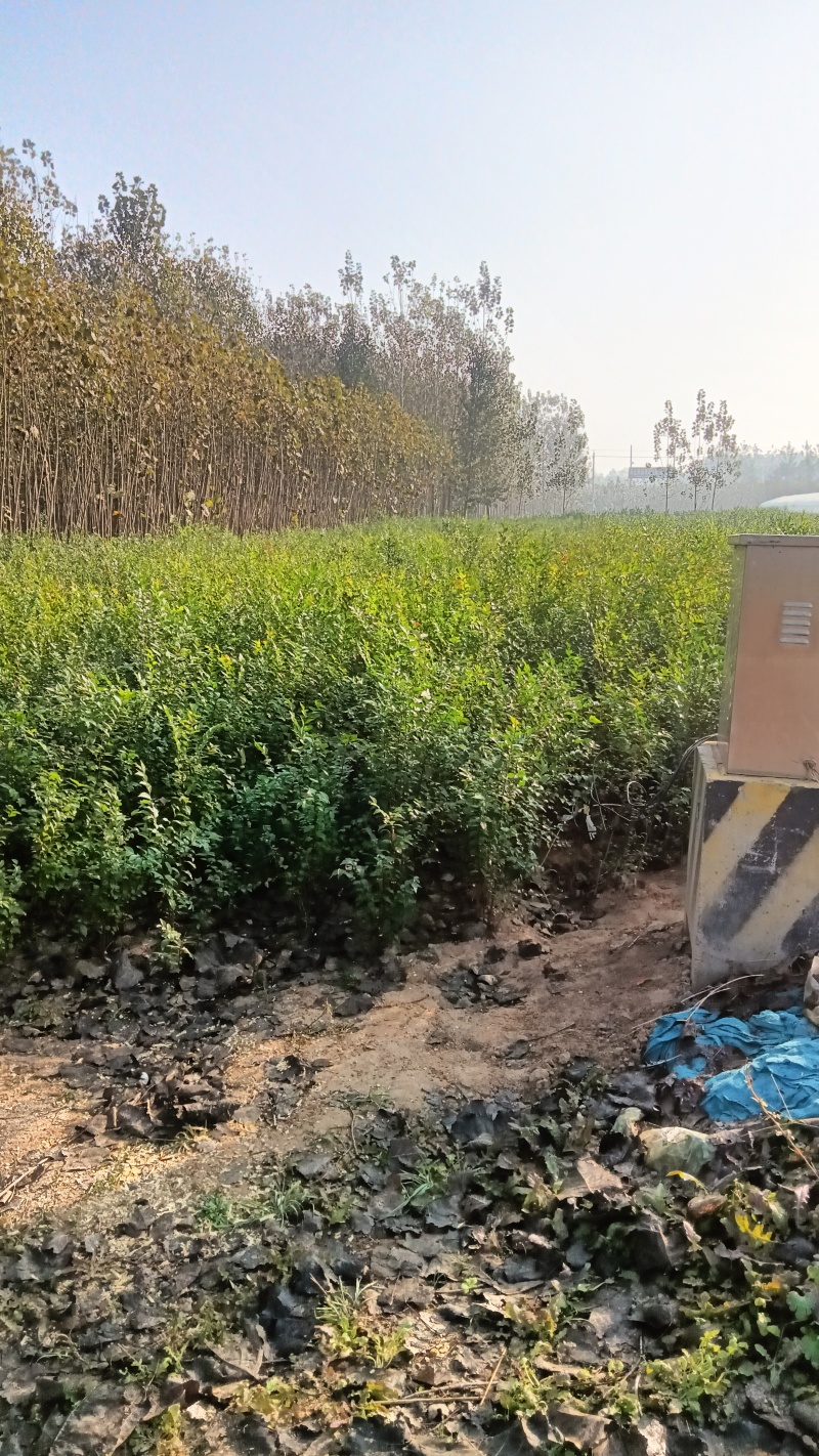 榆树小苗！精品榆树小苗！90公分高自种苗圃精品榆树小苗！