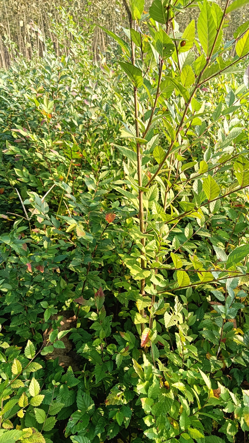 榆树小苗！精品榆树小苗！90公分高自种苗圃精品榆树小苗！