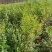 榆树小苗！精品榆树小苗！90公分高自种苗圃精品榆树小苗！