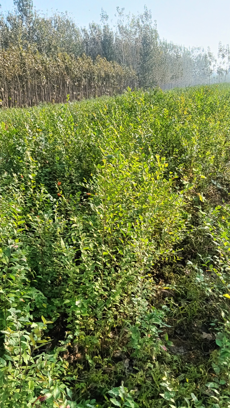 榆树小苗！精品榆树小苗！90公分高自种苗圃精品榆树小苗！