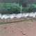 大鹅老鹅四川水洗大泰州鹅